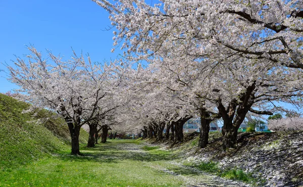 Kirschblüten Voller Blüte Sonnigen Tag Hakodate Hokkaido Japan — Stockfoto