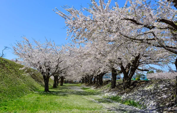 Ανθίζει Κερασιάς Πλήρη Άνθιση Ηλιόλουστη Μέρα Στο Hakodate Hokkaido Ιαπωνία — Φωτογραφία Αρχείου