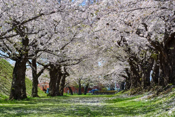 北海道函館市の晴れた日に満開の桜 — ストック写真