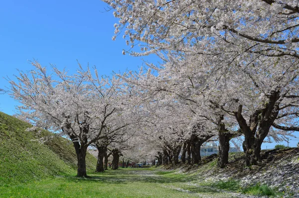 Kirschblüten Goryokaku Park Hakodate Hokkaido Japan — Stockfoto