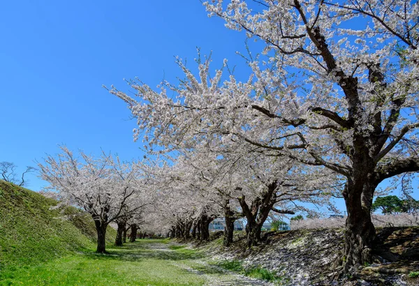 Körsbärsblommorna Blomma Goryokaku Park Hakodate Hokkaido Japan — Stockfoto