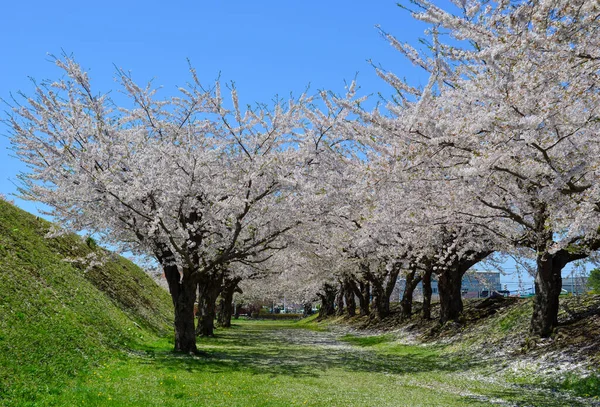 Kirschblüten Goryokaku Park Hakodate Hokkaido Japan — Stockfoto