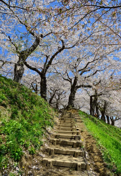 Παρακολουθήστε Άνθη Της Κερασιάς Ανθίζουν Στο Πάρκο Goryokaku Στο Hakodate — Φωτογραφία Αρχείου