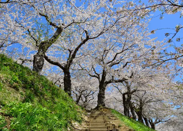 Παρακολουθήστε Άνθη Της Κερασιάς Ανθίζουν Στο Πάρκο Goryokaku Στο Hakodate — Φωτογραφία Αρχείου
