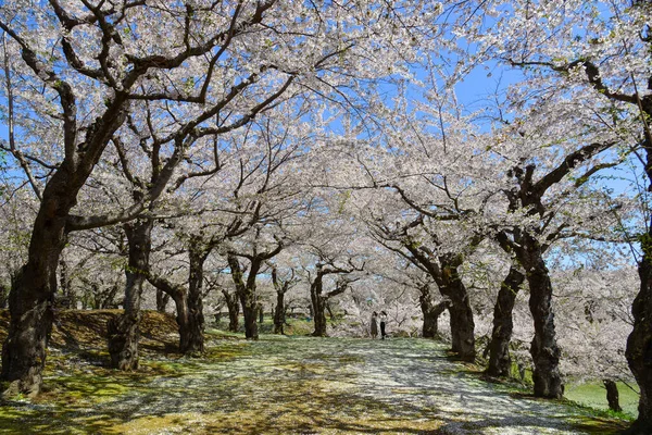 Körsbärsblommorna Blomma Vårparken Hakodate Hokkaido Japan — Stockfoto