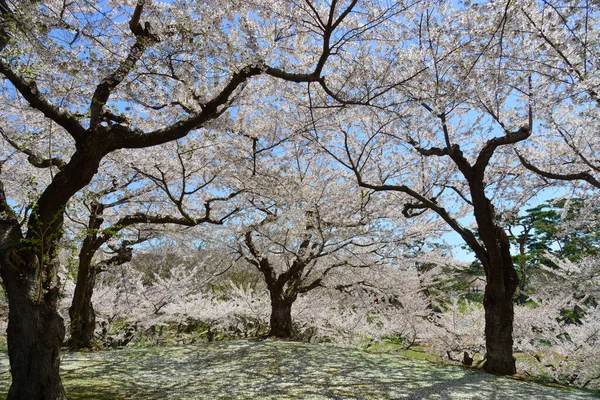 北海道函館市の春の公園で桜を見る — ストック写真