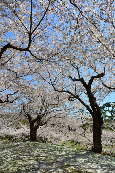 Bekijk Kersenbloesems Bloeien Het Voorjaarspark Hakodate Hokkaido Japan — Stockfoto