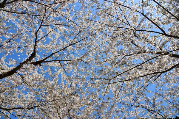 Assista Flores Cerejeira Florescer Parque Primavera Hakodate Hokkaido Japão — Fotografia de Stock