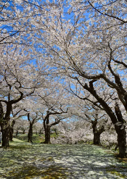 Watch Cherry Blossoms Bloom Spring Park Hakodate Hokkaido Japan — Stock Photo, Image