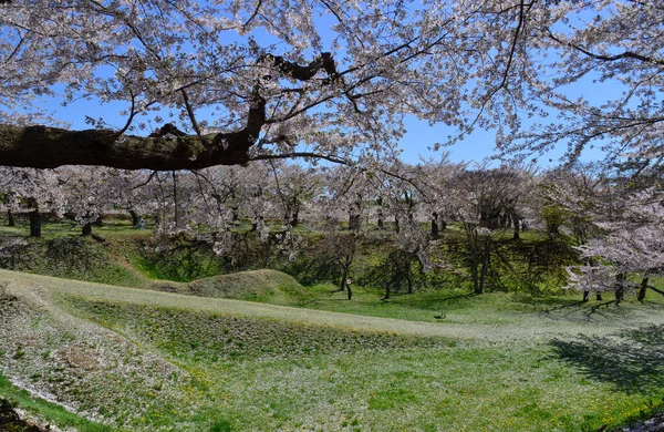 Kirschblüten Blühen Frühlingspark Hakodate Hokkaido Japan — Stockfoto