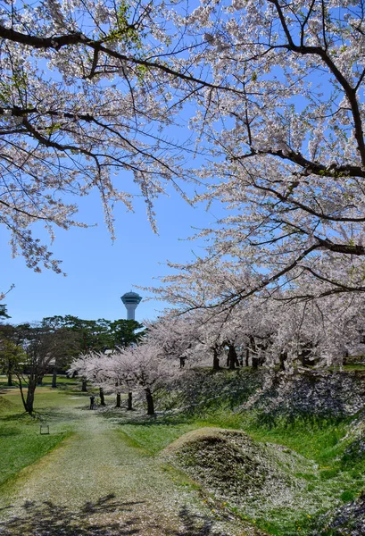 Krásný Slunečný Den Při Sledování Květu Třešní Jarním Parku Hakodate — Stock fotografie