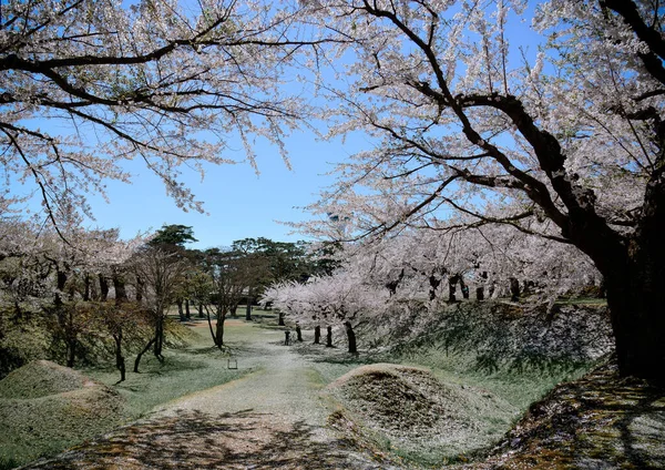 Schöner Sonniger Tag Beim Beobachten Der Kirschblüten Frühlingspark Hakodate Hokkaido — Stockfoto