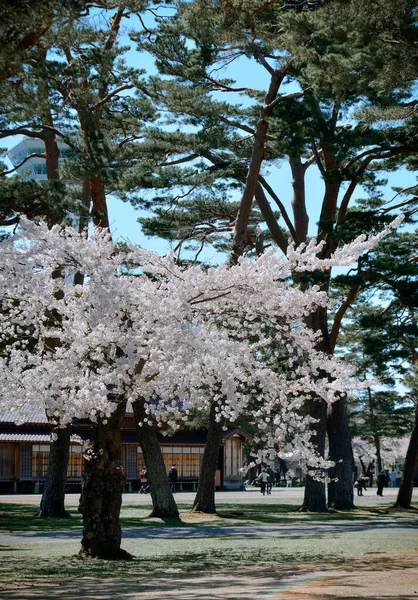 北海道函館市の春の公園で桜を見る美しい晴れた日 — ストック写真