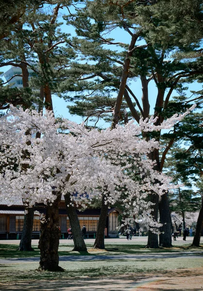 Belo Dia Ensolarado Assistindo Flores Cerejeira Florescer Parque Primavera Hakodate — Fotografia de Stock