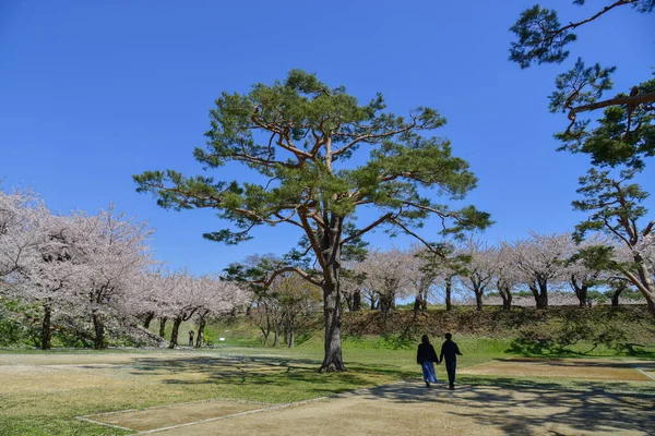 Hermoso Día Soleado Viendo Florecer Los Cerezos Parque Primavera Hakodate —  Fotos de Stock