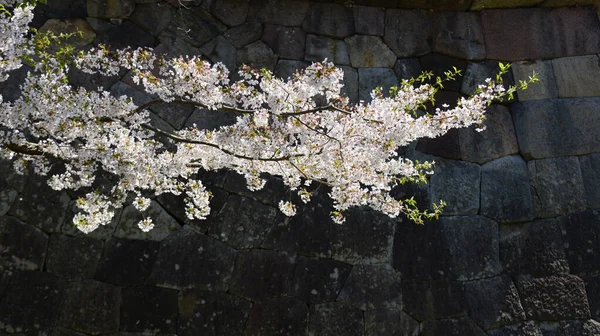 Flores Cerezo Plena Floración Parque Goryokaku Hakodate Hokkaido Japón — Foto de Stock