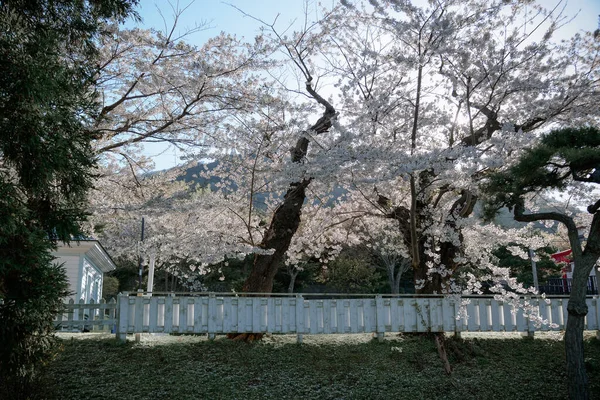 美丽的阳光明媚的一天 看着樱花绽放在日本北海道客家人的春天公园里 — 图库照片