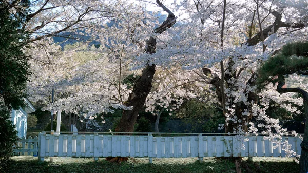 美丽的阳光明媚的一天 看着樱花绽放在日本北海道客家人的春天公园里 — 图库照片