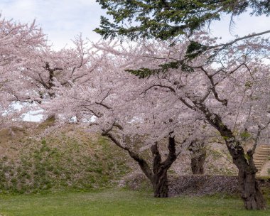Goryokaku Park, Hakodate, Japonya 'da şeftali çiçeği tomurcuklanmış..