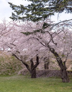 Goryokaku Park, Hakodate, Japonya 'da şeftali çiçeği tomurcuklanmış..