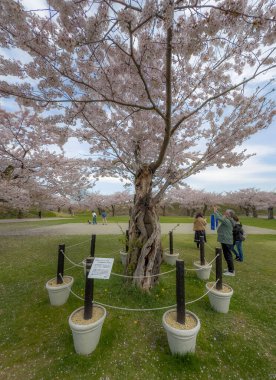 Hakodate, Japonya - 29 Nisan 2024. Goryokaku Park, Hakodate, Japonya 'da şeftali çiçeği tomurcuklanmış..