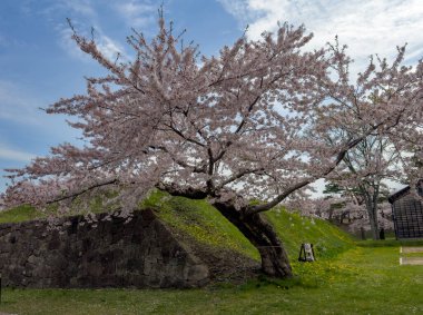 Goryokaku Park, Hakodate, Japonya 'da şeftali çiçeği tomurcuklanmış..