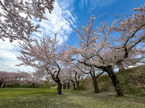 Goryokaku Park, Hakodate, Japonya 'da şeftali çiçeği tomurcuklanmış..