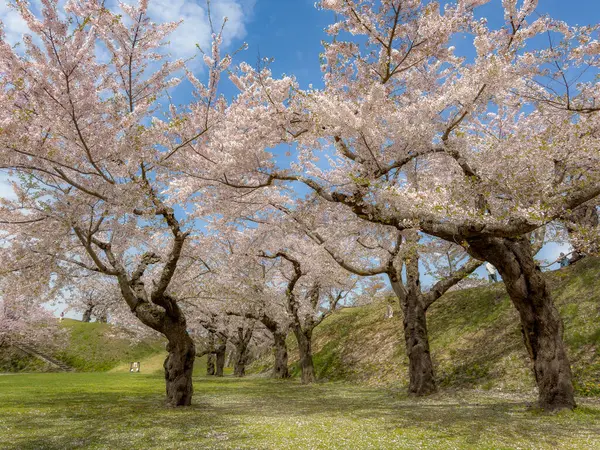 Goryokaku Park, Hakodate, Japonya 'da şeftali çiçeği tomurcuklanmış..