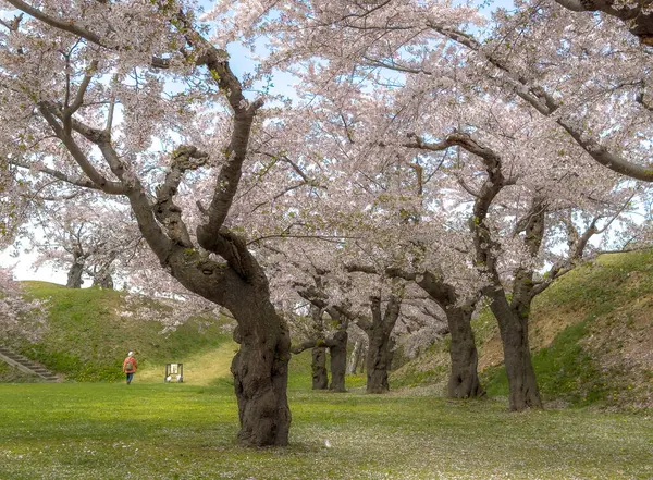 Goryokaku Park, Hakodate, Japonya 'da şeftali çiçeği tomurcuklanmış..