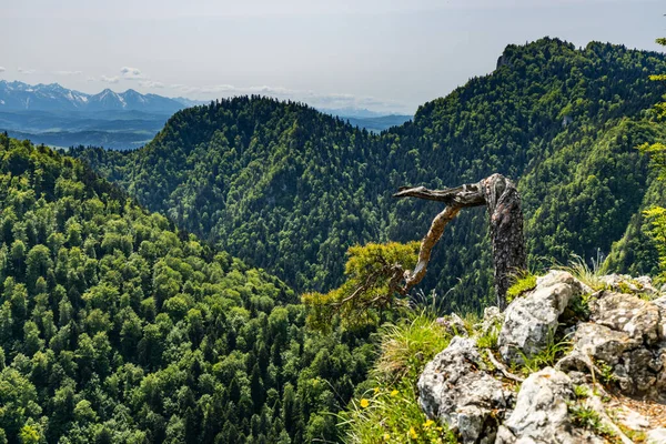 stock image Beautiful panorama of the Pieniny Mountains. View from the top of Sokolica. 