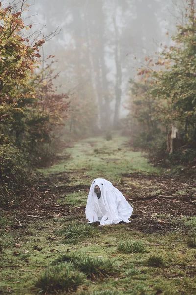 Cane Travestito Piccolo Fantasma Foto Alta Qualità — Foto Stock