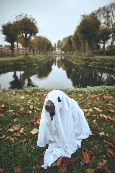 Carino Cane Vestito Halloween Foto Alta Qualità — Foto Stock