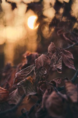 Sabah güneşinde don kaplı yapraklar. Yüksek kalite fotoğraf