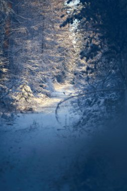 Ormandaki yol karla kaplı. Yüksek kalite fotoğraf