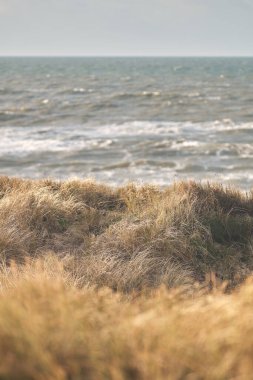 Danimarka sahilindeki kum tepeleri. Yüksek kalite fotoğraf