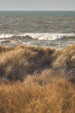 Danimarka sahillerindeki kum tepeleri çimlerle kaplıydı. Yüksek kalite fotoğraf