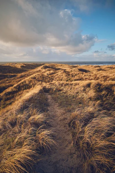 Grass Dunes in Denmark. High quality photo