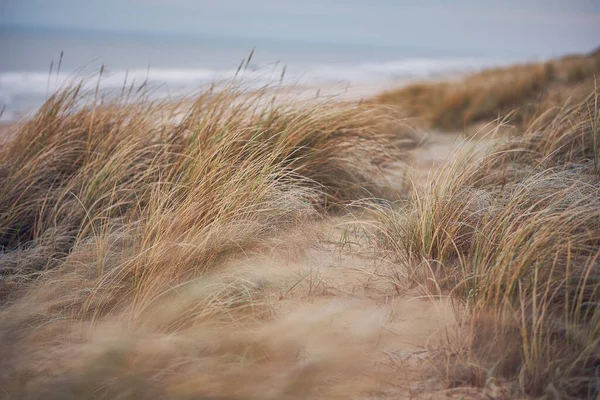 Grass Dunes in Denmark. High quality photo