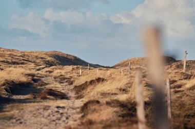 Danimarka 'nın batı kıyısındaki kumul manzarasında geziniyor. Yüksek kalite fotoğraf