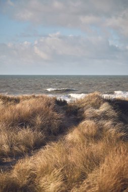 Kışın Danimarka kumullarında yürüyorum. Yüksek kalite fotoğraf