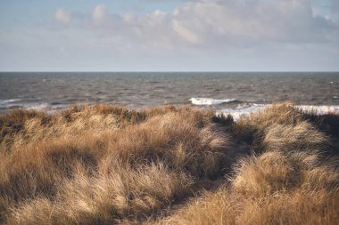 Danimarka 'nın batı kıyısındaki altın kum tepeleri. Yüksek kalite fotoğraf