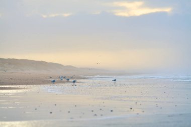 Danimarka 'nın kuzey kıyısındaki martılar. Yüksek kalite fotoğraf