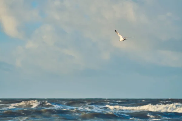 Seagull flying over waves on northern sea. High quality photo