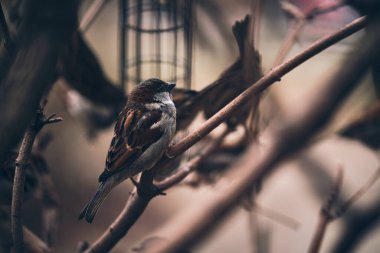  tree sparrows sitting on twig in winter. High quality photo