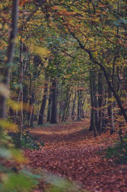 Walking path through the woods in autumn. High quality photo