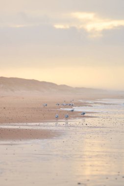 Seagulls walking on a beach. High quality photo