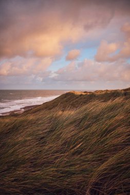 Dunes at danish west coast in the evening. High quality photo