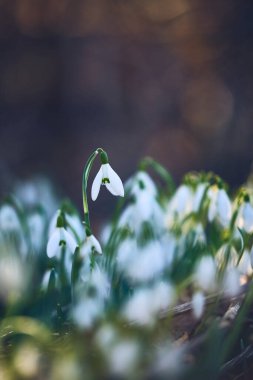 Small Snowdrops growing in sunset light. High quality photo