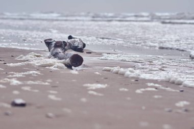 drift wood at the beach on cloudy day. High quality photo