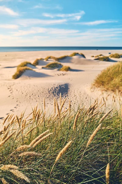 여름에는 덴마크 해안이다 고품질 — 스톡 사진